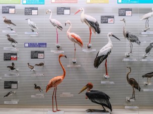 鳥の博物館