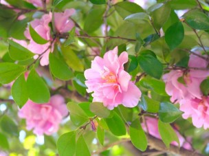 杉村楚人冠記念館