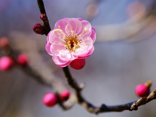 あけぼの山農業公園