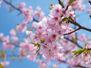 手賀沼自然ふれあい緑道