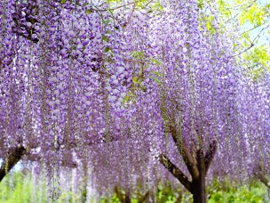 あけぼの山農業公園