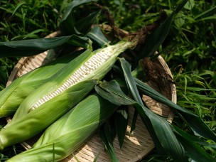 今が旬のジモト野菜　トウモロコシ