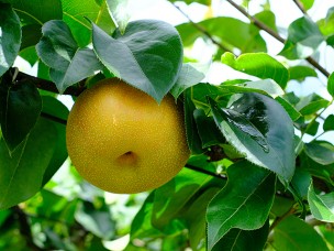 今が旬のジモトフルーツ　梨