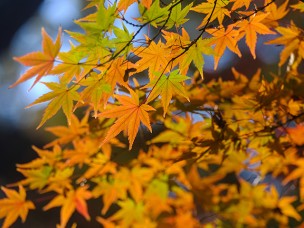 ちょっと素敵なジモトスポット 東漸寺