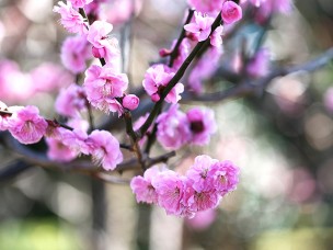 ちょっと素敵なジモトスポット　千葉県立柏の葉公園の梅香る春