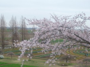 ちょっと素敵なジモトスポット　あけぼの山公園のさくら山