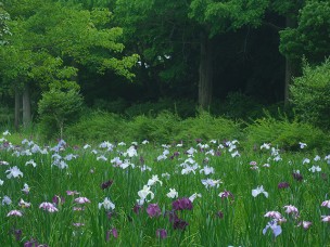 ちょっと素敵なジモトスポット　あけぼの山公園水生植物園