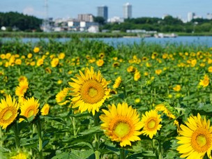 ちょっと素敵なジモトスポット　手賀沼ふれあいラインに咲くヒマワリ