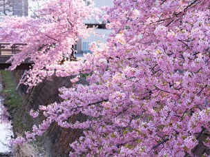 ちょっと素敵なジモトスポット　松戸神社と坂川の河津桜