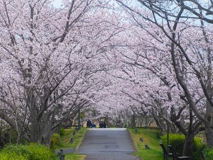 ちょっと素敵なジモトスポット　手賀沼遊歩道の桜