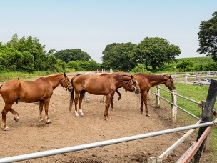 ちょっと素敵なジモトスポット　仲馬倶楽部