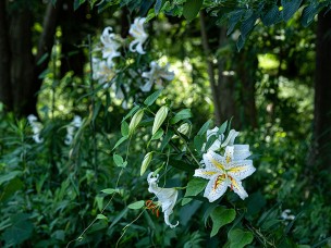 ちょっと素敵なジモトスポット　東京理科大学ふれあいの杜（中央の杜）に咲くヤマユリ