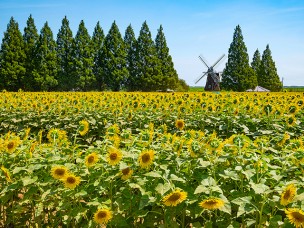 ちょっと素敵なジモトスポット　あけぼの山農業公園の夏