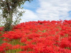 ちょっと素敵なジモトスポット　手賀沼自然ふれあい緑道の彼岸花