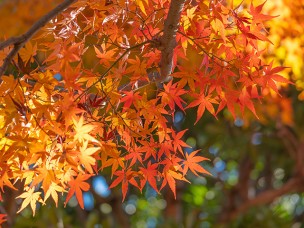 ちょっと素敵なジモトスポット　紅葉に彩られた千葉県立柏の葉公園