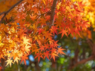ちょっと素敵なジモトスポット　紅葉に彩られた千葉県立柏の葉公園