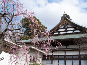 ちょっと素敵なジモトスポット　大洞院のひなまつり展