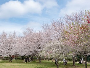 ちょっと素敵なジモトスポット　高野山桃山公園