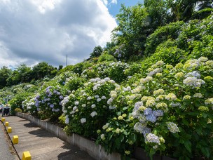 ちょっと素敵なジモトスポット　あじさい通りと清瀧院