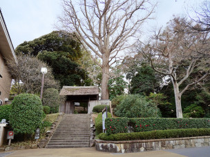 ちょっと素敵なジモトスポット　戸定が丘歴史公園の梅園