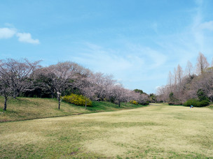 ちょっと素敵なジモトスポット　宮ノ森公園の桜