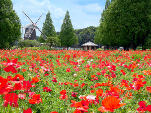 ちょっと素敵なジモトスポット　あけぼの山農業公園のポピー