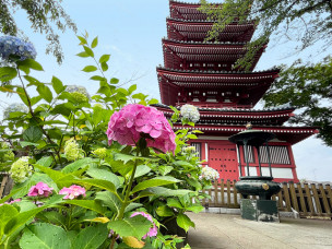 ちょっと素敵なジモトスポット　本土寺の紫陽花