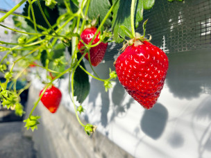 ちょっと素敵なジモトスポット　松戸ストロベリーマーケット