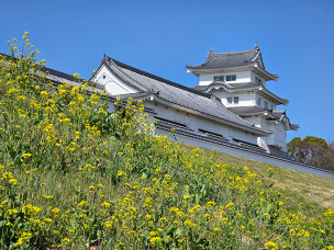 ちょっと素敵なジモトスポット　関宿城博物館と菜の花