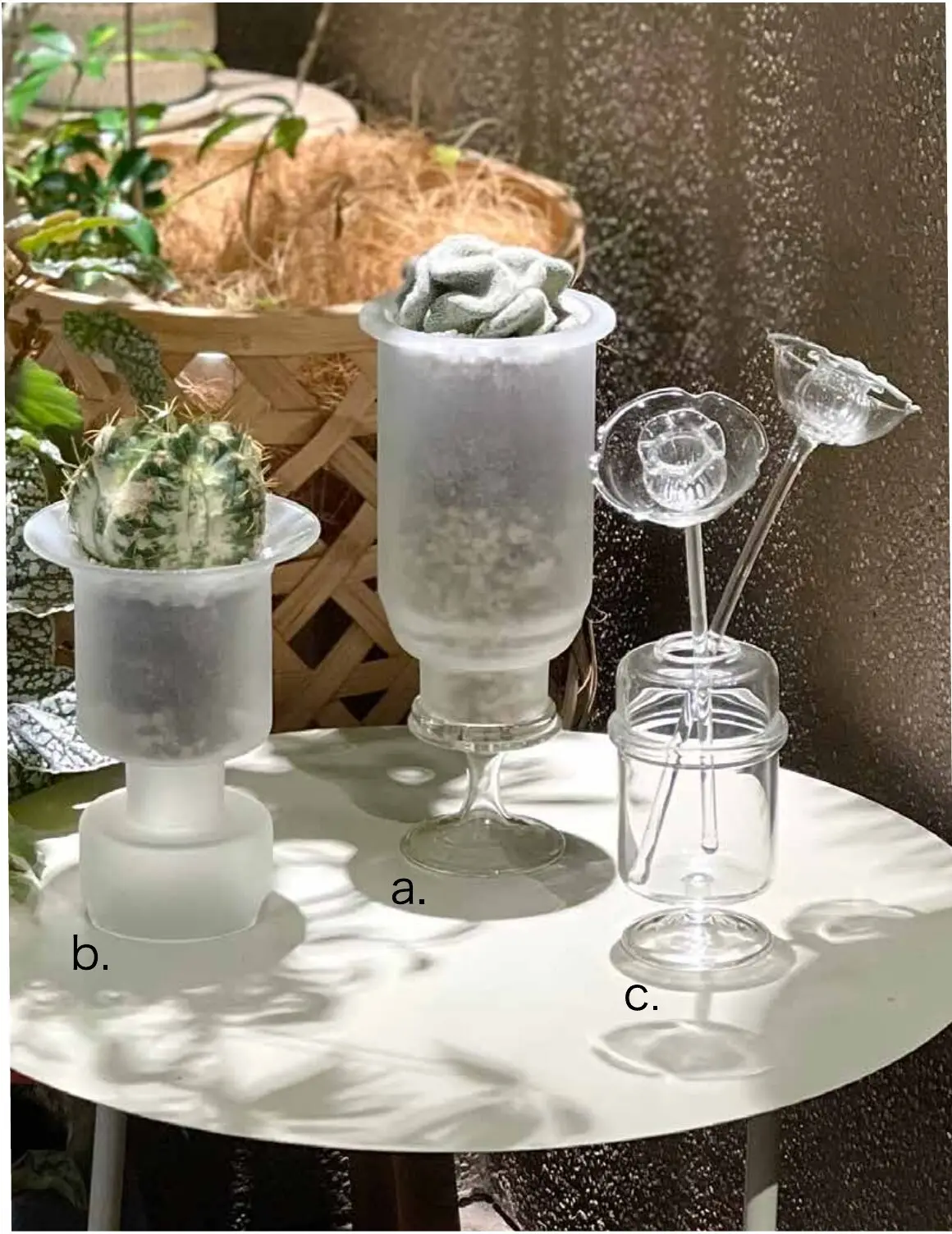 ガラスの器に植えられたサボテン 3 点