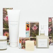 ［ペダル アンド センツァ］POP UP