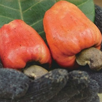 [Harita ハリタ]POP UP SHOP