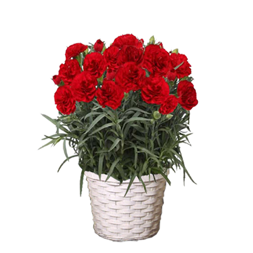 【母の日】カーネーション花鉢・赤