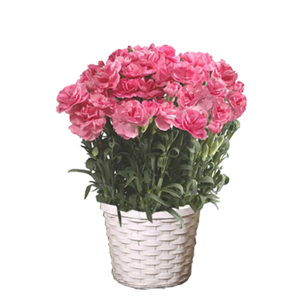 【母の日】カーネーション花鉢　ピンク
