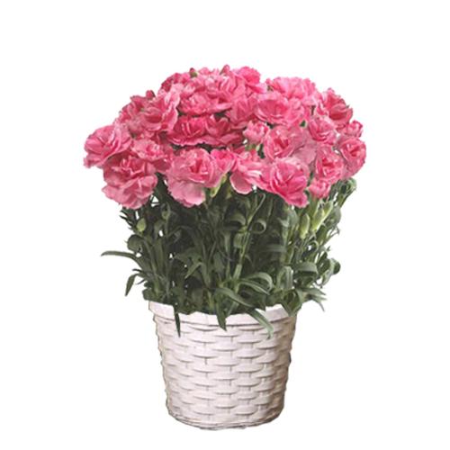 【母の日】カーネーション花鉢　ピンク
