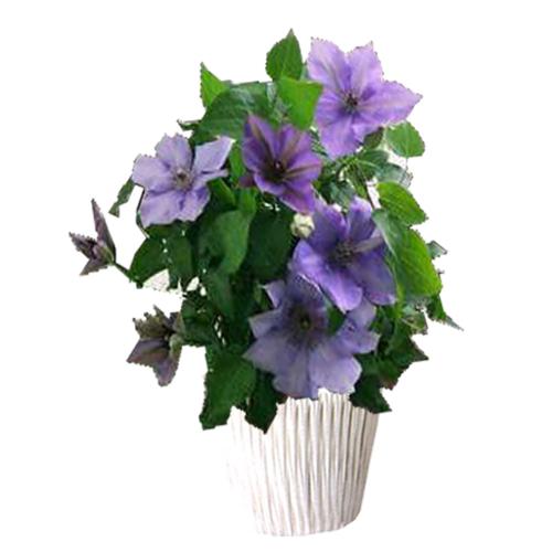 【母の日】クレマチス花鉢ミゼットブルー