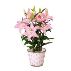 【母の日】ユリファロリト花鉢　淡いピンク