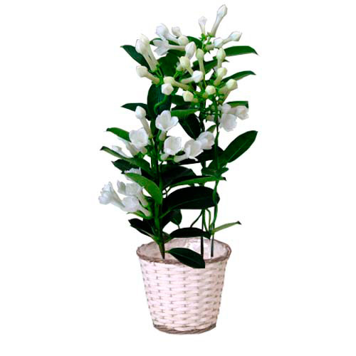 【母の日】マダガスカルジャスミン花鉢　白