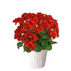 【母の日】リーガースベゴニア花鉢　赤