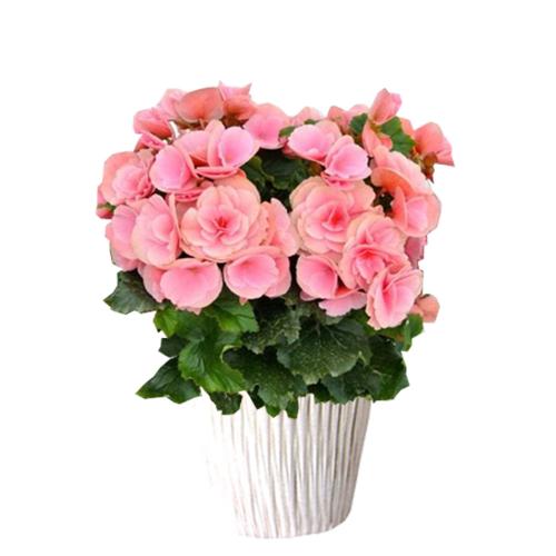 【母の日】リーガースベゴニア花鉢　ピンク