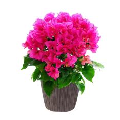 【母の日】ブーゲンビリア花鉢　赤