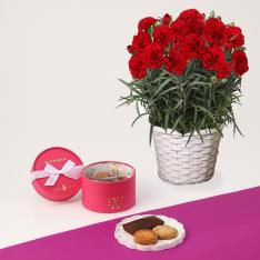 【母の日】カーネーション花鉢　赤＆ヴィタメールアプレ・デリス　5個