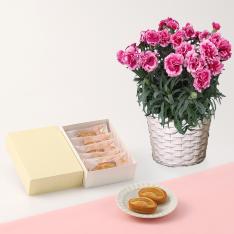 【母の日】カーネーションオルフィカ花鉢＆宗家源吉兆庵白桃フィナンシェ