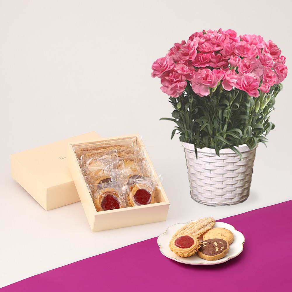 【母の日】カーネーション花鉢ピンク＆ウエストドライケーキ