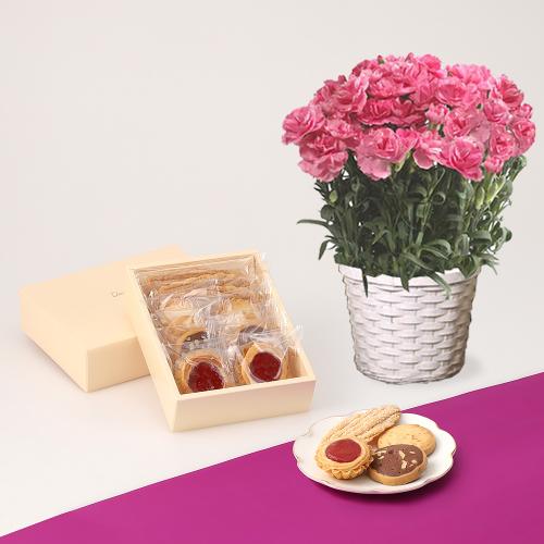 【母の日】カーネーション花鉢ピンク＆ウエストドライケーキ