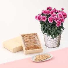 【母の日】カーネーションオルフィカ花鉢＆ウエストリーフパイ