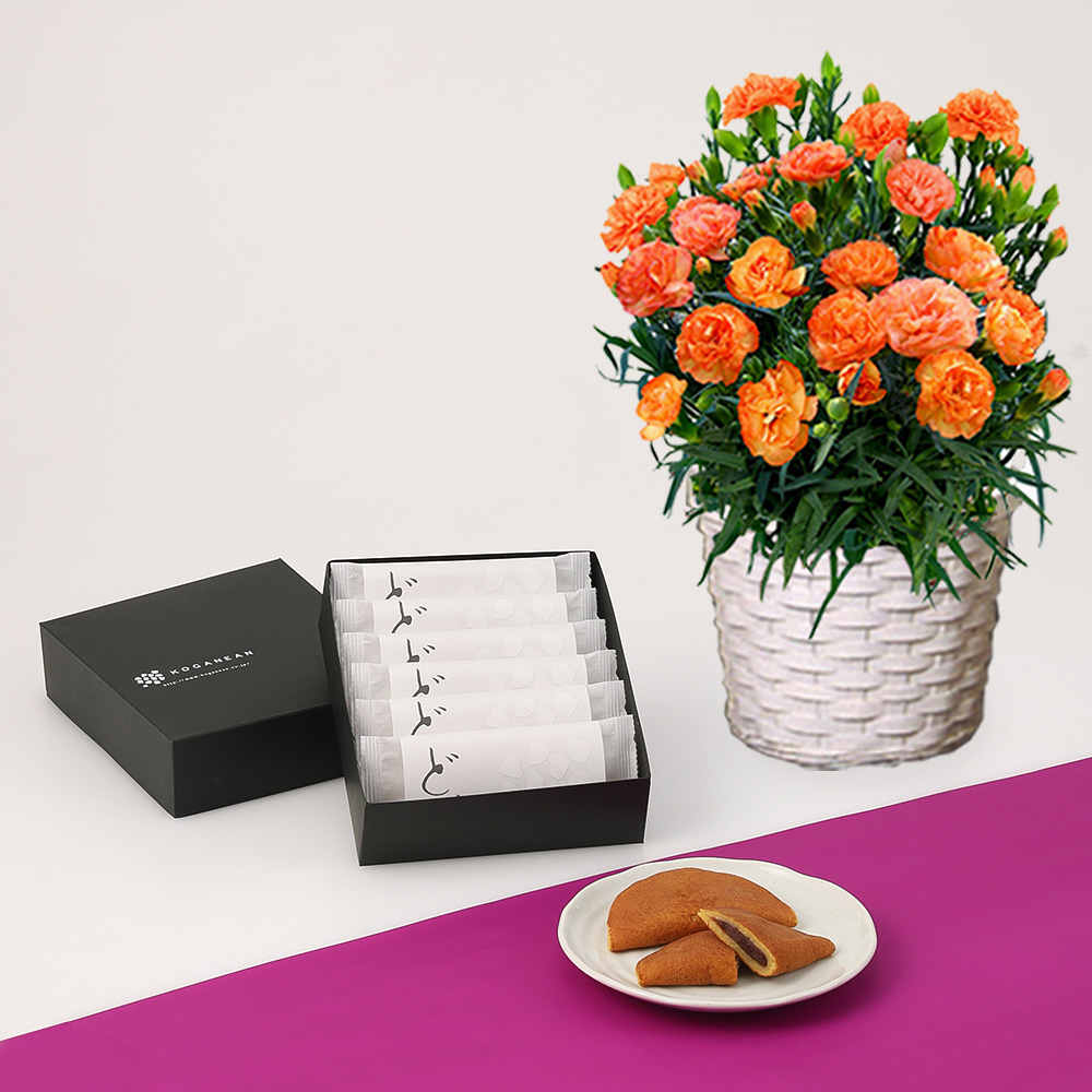 【母の日】カーネーションオレンジドレス花鉢＆KOGANEANどら