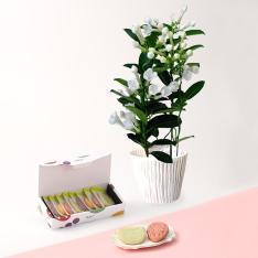 【母の日】マダガスカルジャスミン花鉢　白＆新宿高野果実サブレ