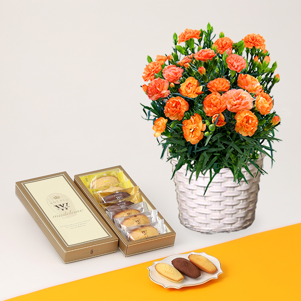 【母の日】カーネーションオレンジドレス花鉢＆ヴィタメールロイヤルマドレーヌ7入り