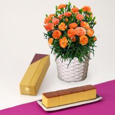 【母の日】カーネーションオレンジドレス花鉢＆横濱文明堂極上金カステラ